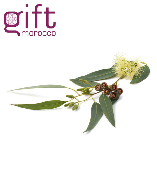 eucalyptus plante medicinale gift morocco