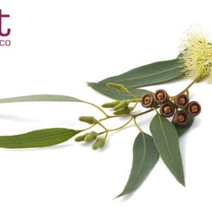 eucalyptus plante medicinale gift morocco