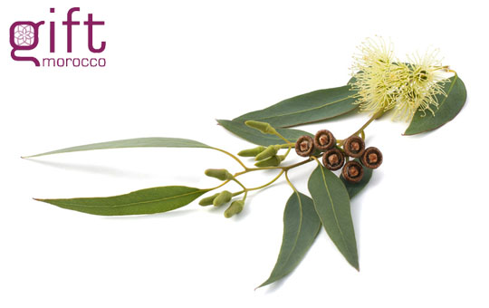 Eucalyptus medicinal plant